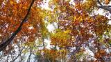 秋季秋景高清在线视频素材下载