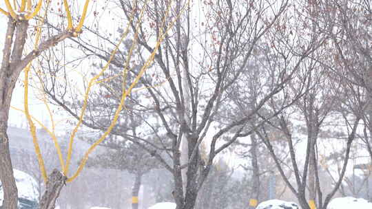 风景 冬季 冬天 雪景 下雪