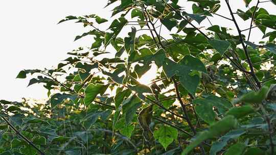 夕阳穿过植物枝头叶子光影