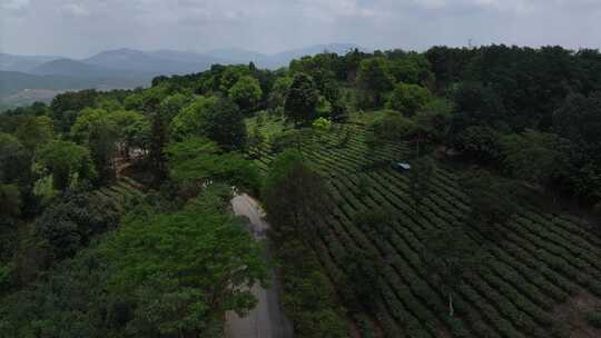 云南普洱市景迈山古茶林航拍自然风光