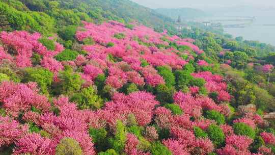 苏州米堆山樱花航拍