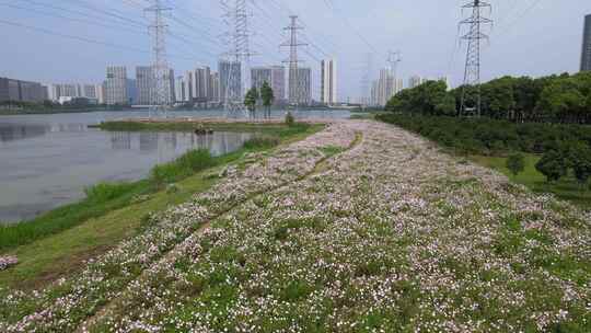 武汉黄陂区香草花园航拍