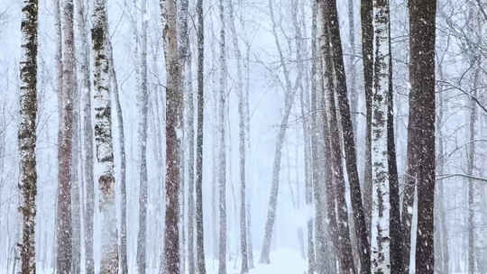 冬季森林树林大雪纷飞