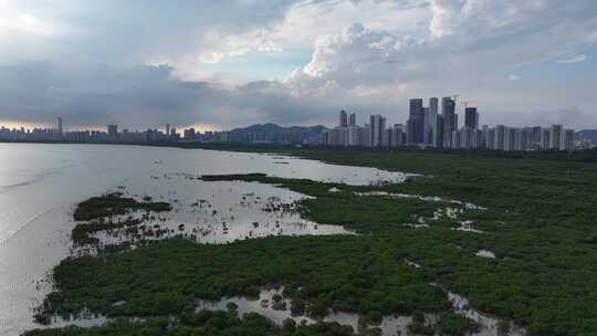 4K航拍深圳福田红树林湿地保护区