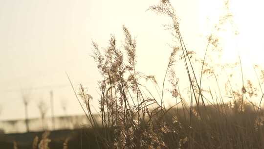 芦苇 草 风景 晚霞 湿地 夕阳