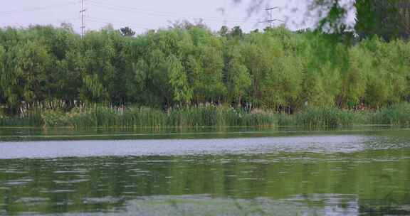 自然树林芦苇湖全景横移