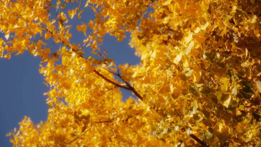 秋天枯黄的枫叶视频素材模板下载