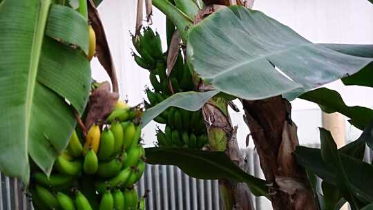 香蕉 香蕉树 温室 未成熟的香蕉 青香蕉