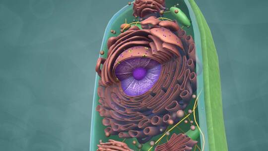 3D医学动画细胞动画 动物细胞 植物细胞