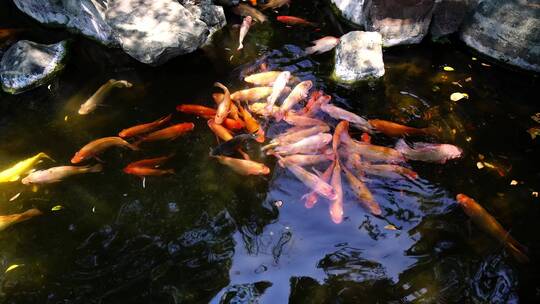 池塘中一群嬉戏的锦鲤
