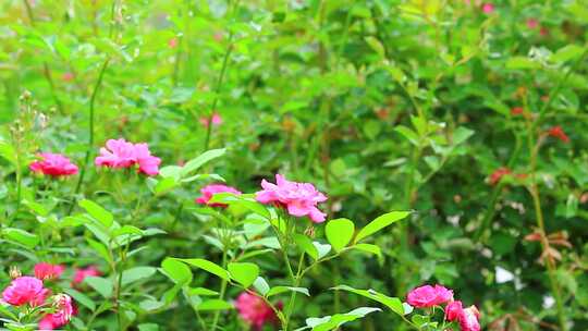 春天盛开的月季花实拍素材