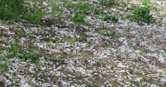 樱花林 樱花飘落时节  苏州大学樱花雨