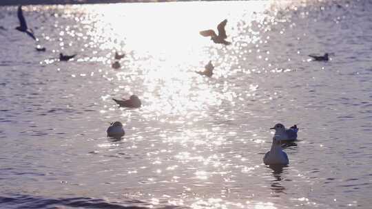 海边海鸥飞鸟飞翔视频素材模板下载