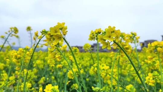 油菜花 菜花