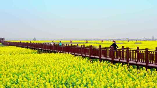 油菜花唯美意境春暖花开蜜蜂采蜜