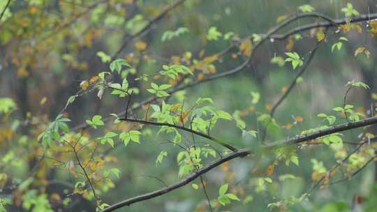 刮风下雨天气 数目摇摆