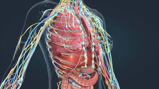 人体解剖女性肺脏脾脏肾脏肠道心脏器官动画