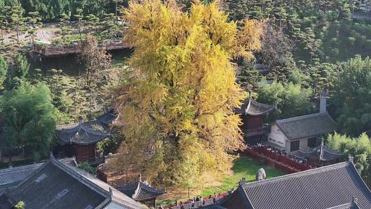 古观音禅寺银杏树