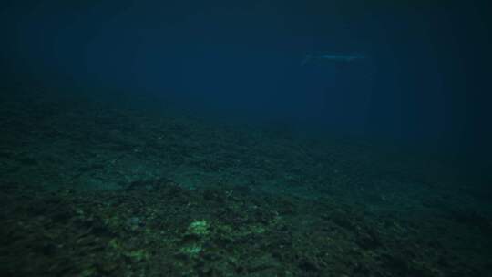 潮汐、水下、冲浪板、波浪