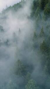 雾中的山树云雾杉树林变化