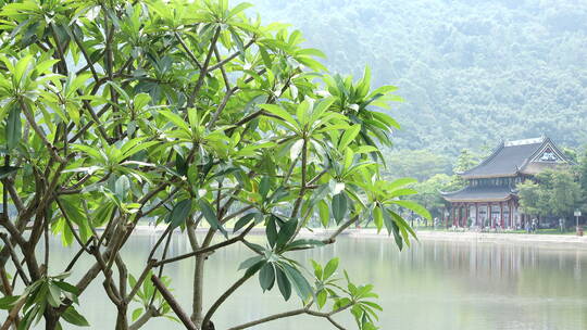 广东佛山顺峰山公园青云湖景