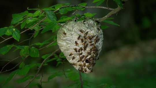 黄蜂巢，中位数，蜂群，蜂巢