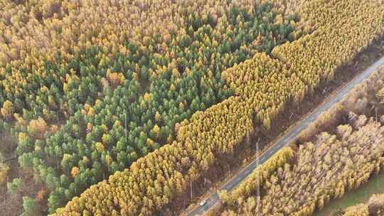 航拍森林间公路景象