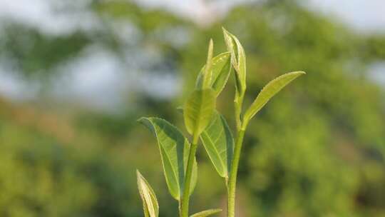 嫩绿茶树茶叶特写