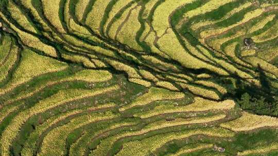 航拍浙江丽水云和梯田 秋天丰收的金色稻田