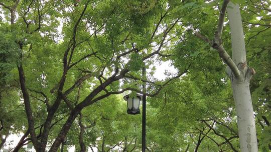 城市绿化参加大树实拍视频素材模板下载