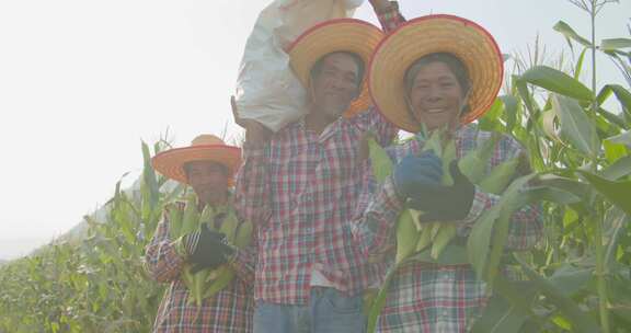 玉米地，收获，植被，玉米