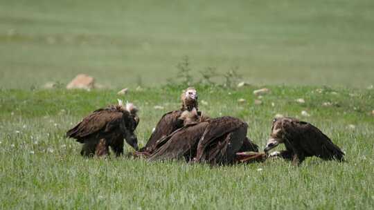 一群秃鹰正在进食