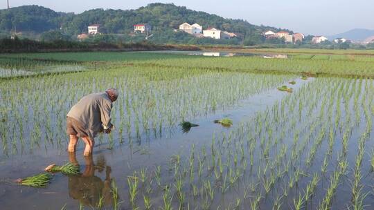 乡村水稻田种植插秧视频素材模板下载