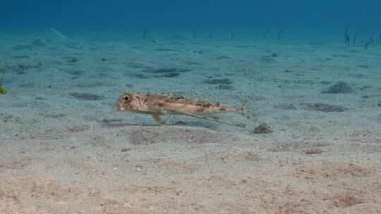 飞行Gurnard，海洋，水下，海底