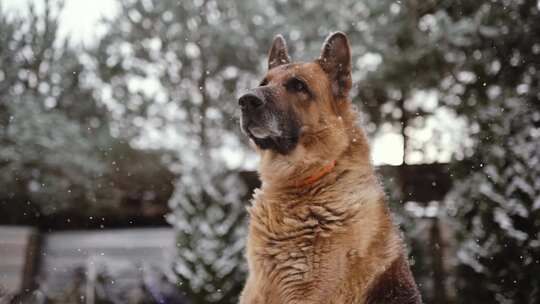 德国牧羊犬在下雪的天气里发冷