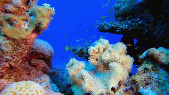 海洋世界珊瑚