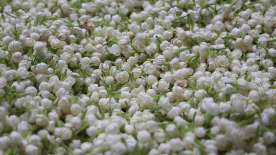 唯美茉莉花与茉莉花茶制作福州茉莉花种植园