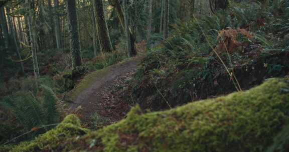 丛林山地速降