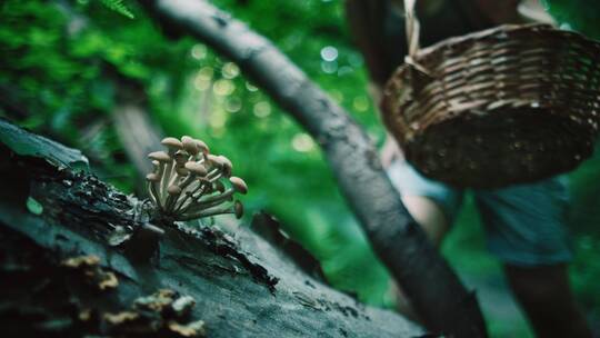 女人在森林中采真菌