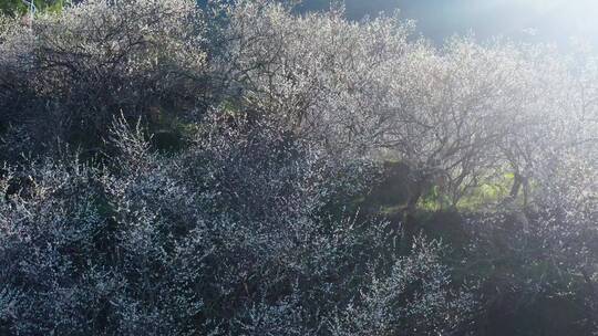 4k航拍白梅花青梅花坚毅雪景小寒冬季5