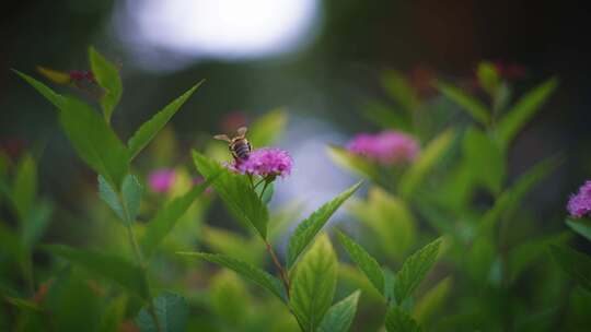 植物，绣线菊，叶，蜜蜂