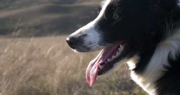 秋山背景下美丽的黑白边境牧羊犬幼崽肖像