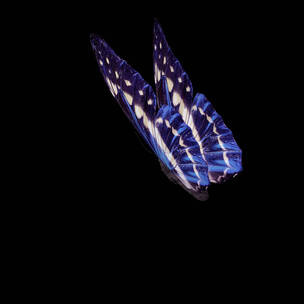 蝴蝶带透明通道