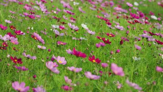 格桑花 春暖花开