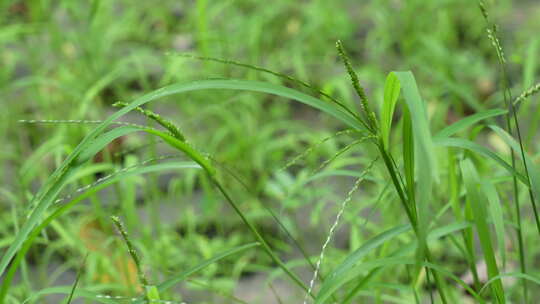 风吹小草实拍