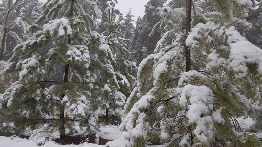 大自然冬天  美丽的东北松树林