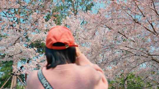 少女举着手机拍摄公园樱花