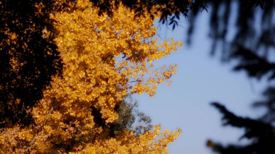 秋天的黄叶视频素材模板下载