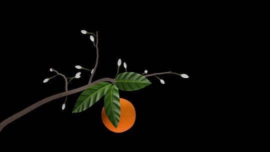 橙树枝-盛开的花果-I-Alpha Ch