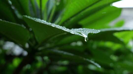 淅沥沥雨天及雨后